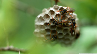 Bees honeycomb tree branch green - free forest wallpaper for desktop