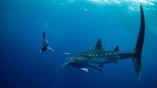 Man swimming whale ocean shark - the water behind free wallpaper