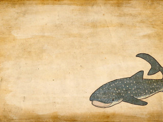 Whale long tail large mouth - a large mouth free wallpaper
