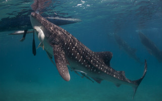 Whale swimming ocean man nearby - carl hoppe free wallpaper for desktop