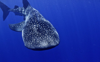 Whale shark swimming ocean fish - a fish nearby free wallpaper