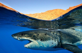 Great white shark ocean mountain - great free wallpaper
