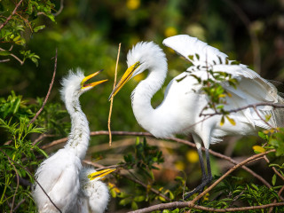 Two white birds tree branch - two white bird free wallpaper