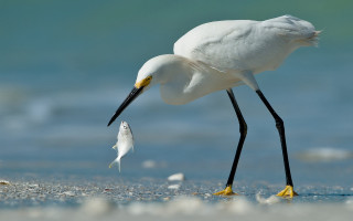 White bird fish mouth beach - a fish free wallpaper