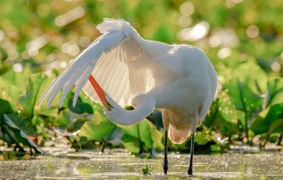White bird wings spread water 2 - its head in free wallpaper
