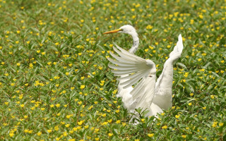 White bird wings spread field - ding guanpeng free wallpaper