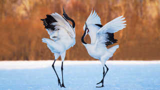 Two white birds black wings - two white bird free wallpaper