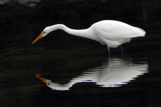 White bird long beak standing - its reflection free wallpaper