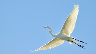 White bird flying blue sky 6 - head free wallpaper