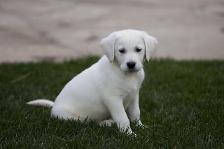 White puppy sitting grass sad 2 - a white puppy free wallpaper