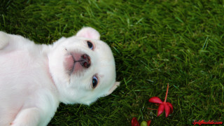 White puppy laying green grass - a red flower free wallpaper