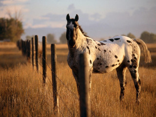 Spotted horse field fence sky - the distance behind free wallpaper