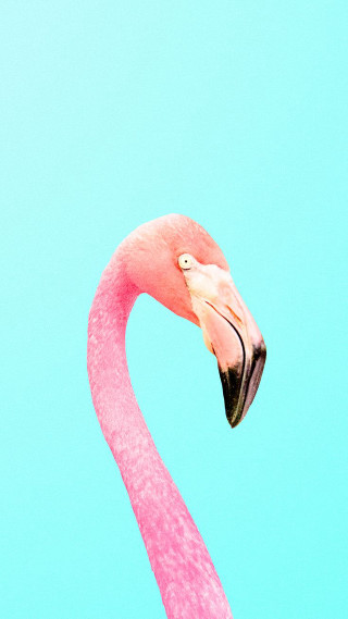 Pink flamingo blue sky head - free minimalism wallpaper for mobile