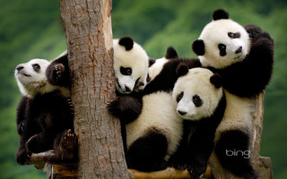 Pandas sitting tree branch forest - bian jingzhao free wallpaper