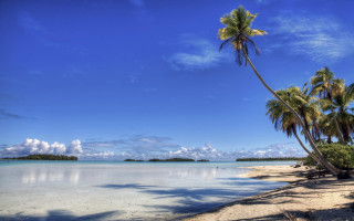 Beach palm trees blue sky 7 - daphne mcclure free wallpaper