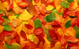 Leaves red wall red chair - free autumn wallpaper