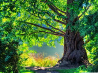 Large tree forest path sunshine - a large tree free wallpaper