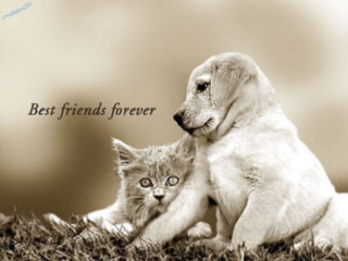 Dog cat sitting together grass - a dog and a cat free wallpaper for desktop