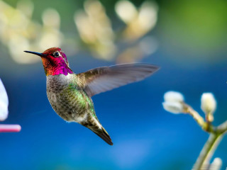 Hummingbird flying towards flower blurry - a hummingbird free wallpaper