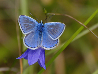 Blue butterfly purple flower grass - a purple flower free wallpaper
