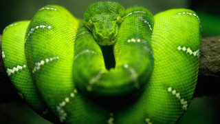 Green snake curled branch head 4 - a branch free wallpaper for desktop