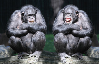 Two monkeys sitting log arms - a log free wallpaper