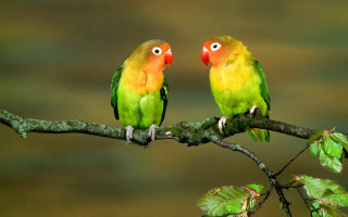 Colorful birds branch leaves red 3 - one bird free wallpaper