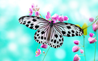 Butterfly flower blue background blurry - a blue background behind free wallpaper