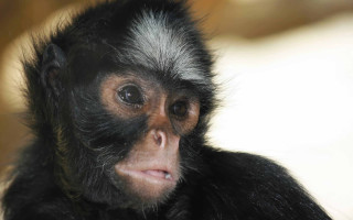 Monkey black white fur nose - a monkey with free wallpaper