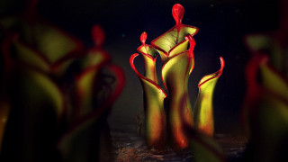 Red yellow sculptures dark room - sculpture free wallpaper