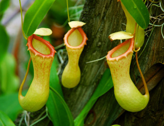 Couple pitchers plant hanging tree - a plant free wallpaper