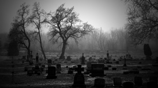 Cemetery tree fog headstones foreground - atmosphere free wallpaper