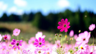 Pink flowers sky background trees - chang daichien free wallpaper