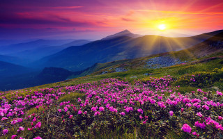 Sunset mountain pink flowers cloudy - the foreground and a mountain range in the background free wallpaper