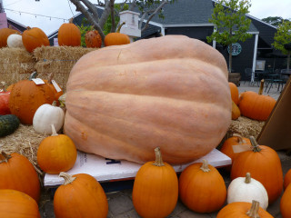 Large pumpkin hay pile pumpkins - top of a pile free wallpaper