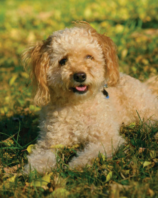 Small dog grass tongue out - free dogs wallpaper for mobile