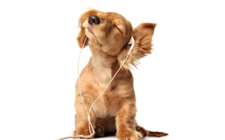 Dog headphones sitting looking up - headphone free wallpaper for desktop