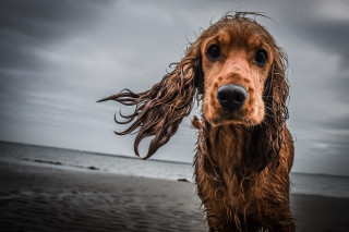 Wet dog beach ocean cloudy - wet free wallpaper