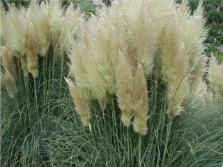 Tall grass white flowers building - free nature wallpaper