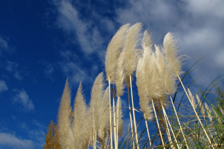 White feathers blowing wind sunny - white feather free wallpaper
