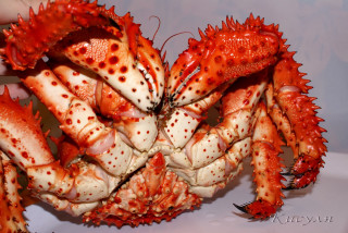 Crab closeup hand knife claws - claw free wallpaper