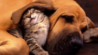 Cat dog sleeping together on - a couch together free wallpaper