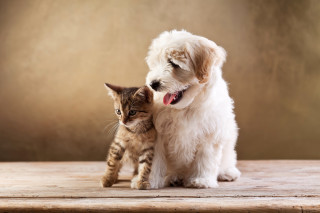 Cat dog sitting together on - a table together free wallpaper