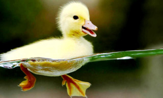 Duckling swimming pool water leaf - its beak free wallpaper