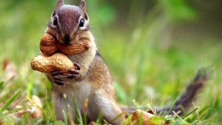 Squirrel holding nut grass blurry 2 - a nut free wallpaper