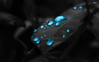 Leaf blue lights background water - a leaf free wallpaper