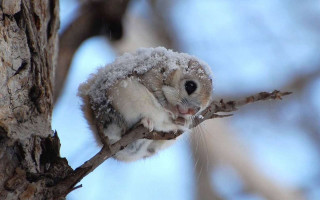 Squirrel branch snow ice winter - snow and ice free wallpaper