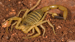 Scorpion sitting ground dirt black - p free wallpaper