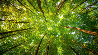 Forest canopy green leaves autumn - a tree in a forest free wallpaper