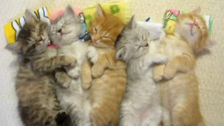 Kittens laying floor pillow wall - assemblage free wallpaper